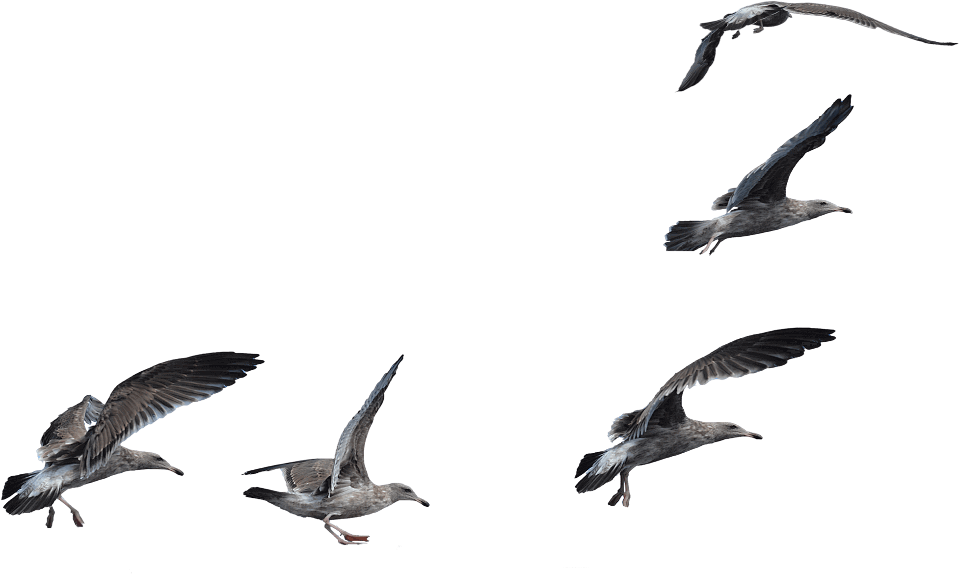 Transparent Seagulls Flying Png - Seagulls Png, Png Download PNG with transparent background
