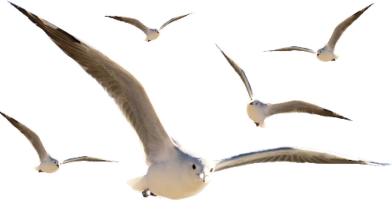 #seagulls - European Herring Gull, HD Png Download PNG with transparent background