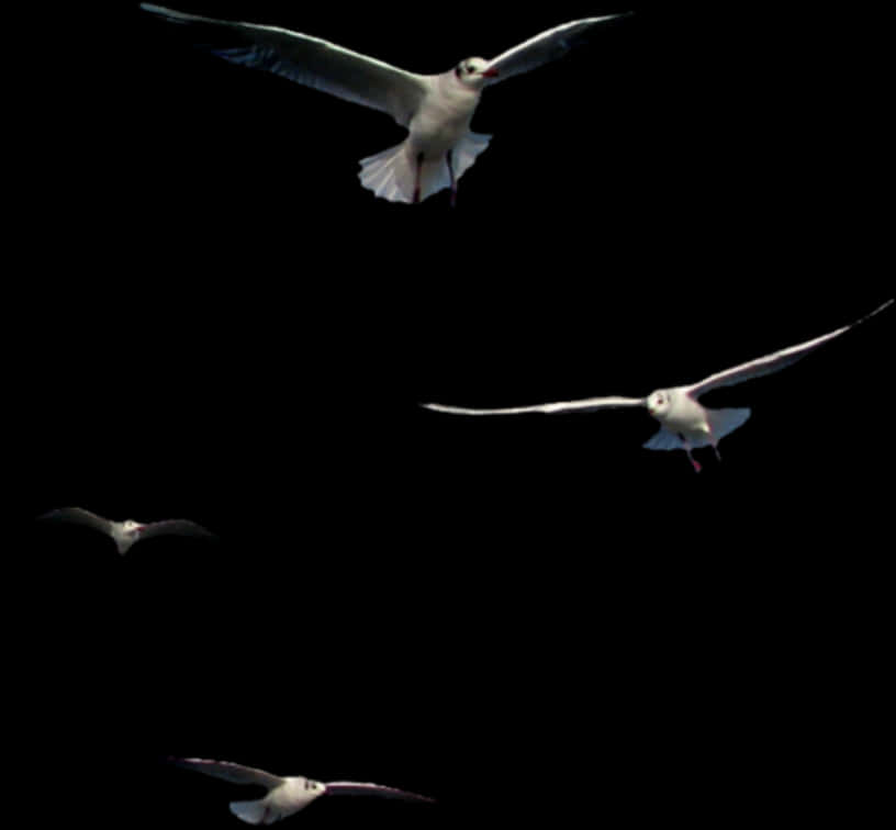 Seagullsin Flight Night Sky