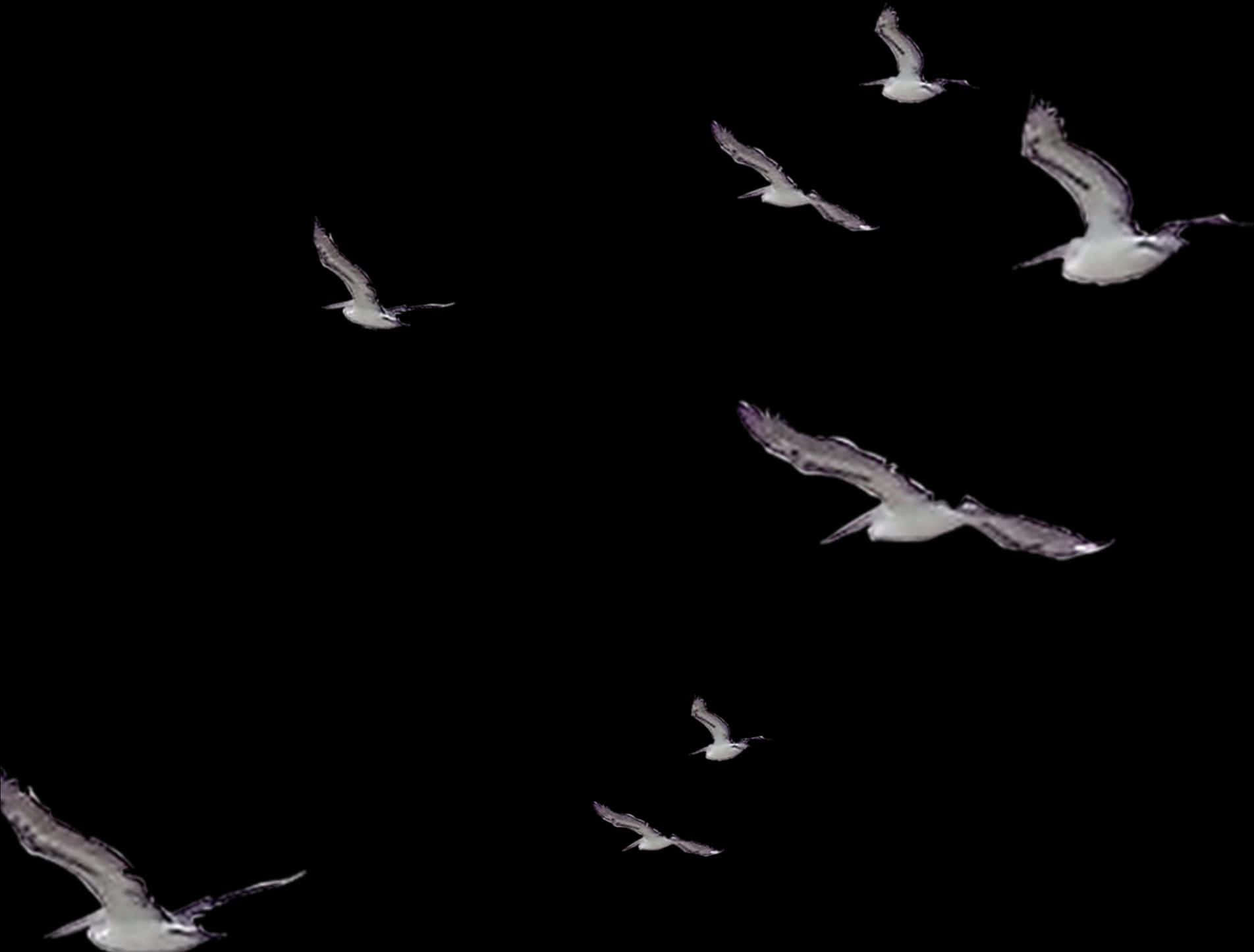 Seagullsin Flight Night Sky