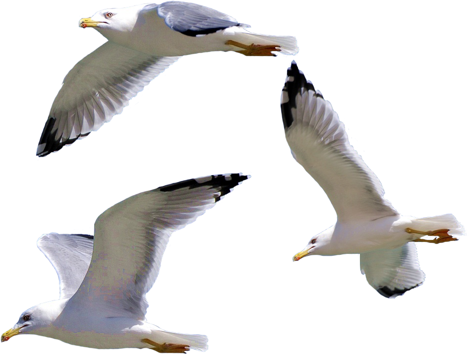 Seagullsin Flight Transparent Background