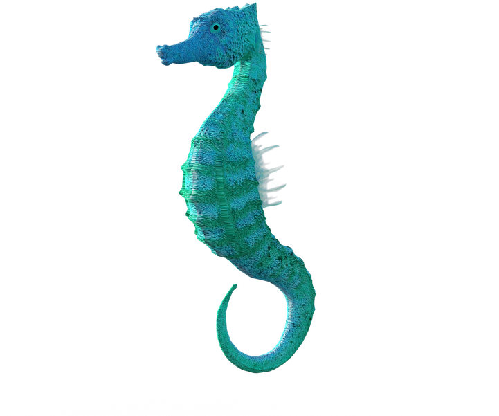 Seahorse, Animal, Meeresbewohner, Animal World, Ocean - Морской Конек Пнг, HD Png Download PNG with transparent background