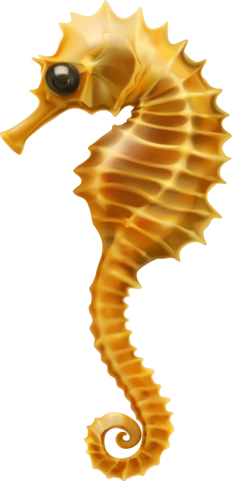 Seahorse Clip Art - Seahorse Pictures White Background, HD Png Download PNG with transparent background