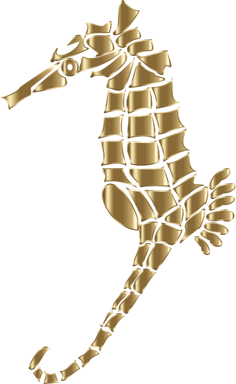 Seahorse, HD Png Download PNG with transparent background