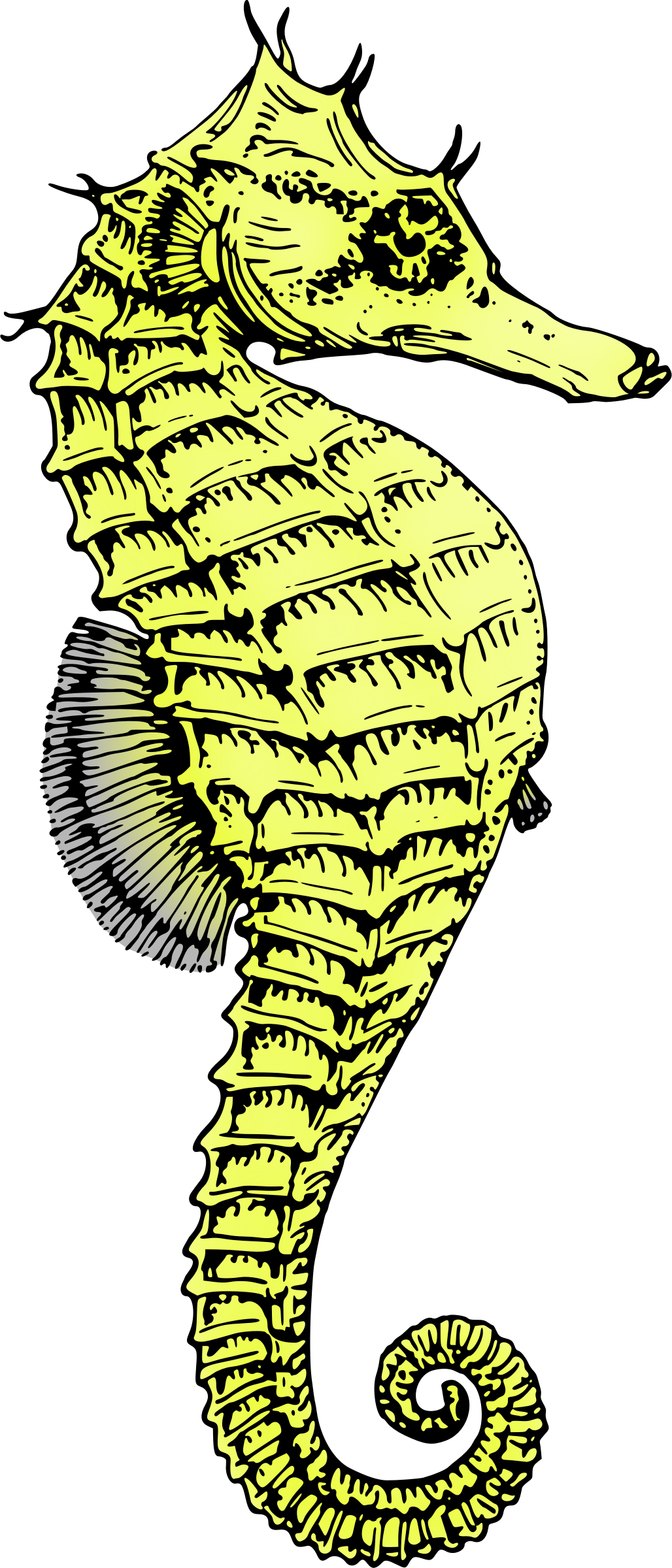 Seahorse Png - Black And White Seahorse, Transparent Png PNG with transparent background