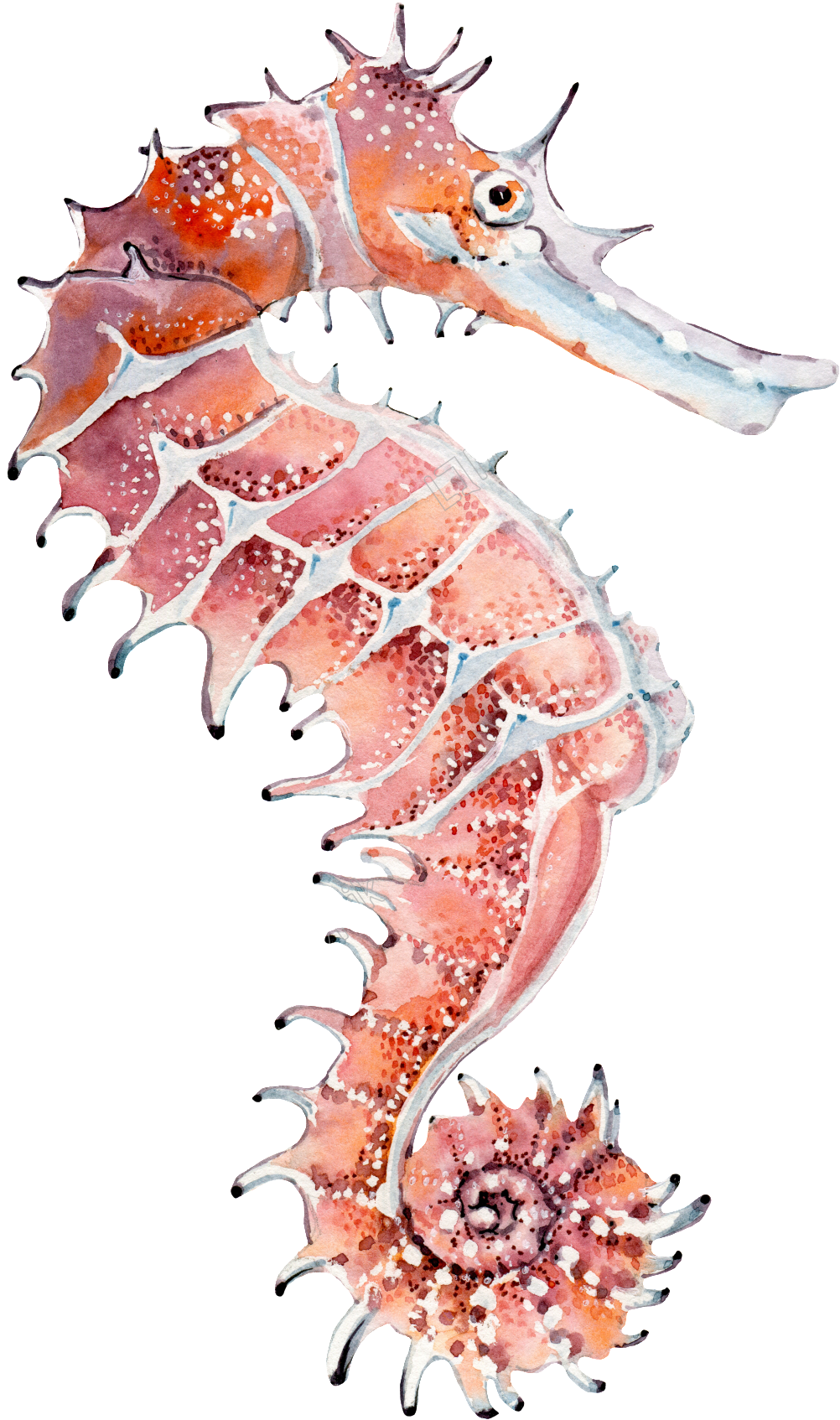 Seahorse Png Transparent Images - Клипарт Морской Маяк, Png Download PNG with transparent background