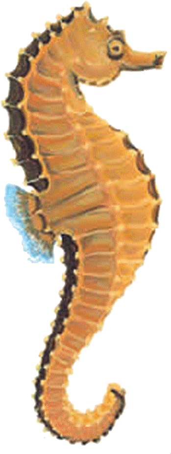 Seahorse Png, Transparent Png PNG with transparent background
