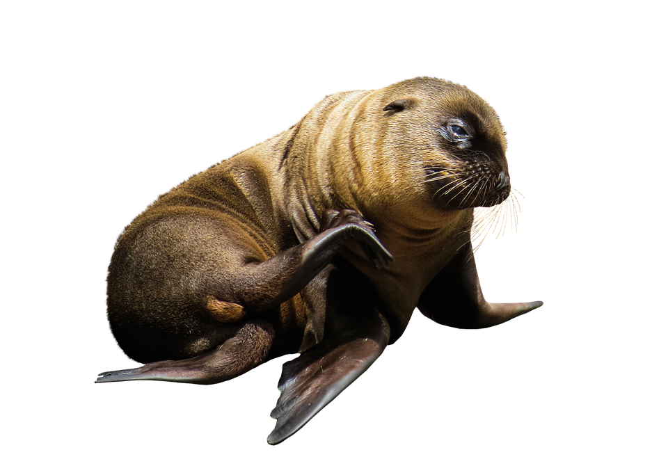 Seal Pup Scratching Isolated Background