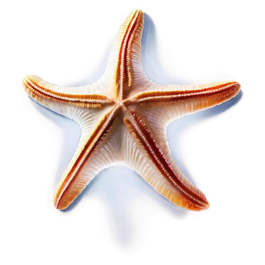 Seashell And Starfish Png 05242024