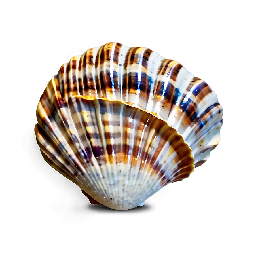 Seashell Background Clipart Png Ksw60