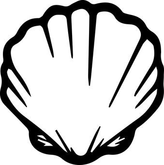 Seashell Black Background PNG with transparent background