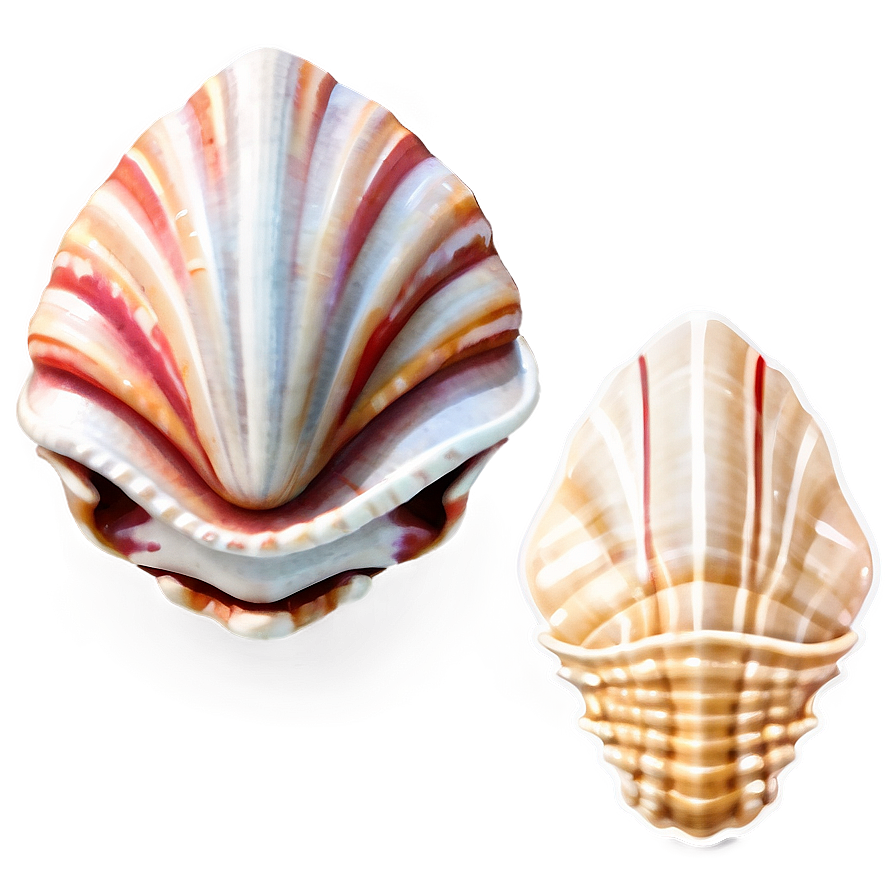 Seashell Clipart C