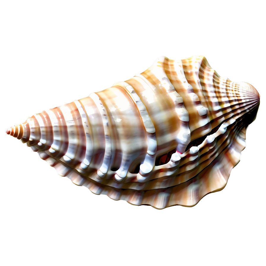 Seashell Dream PNG 06132024 PNG image with a transparent background, free high-resolution download