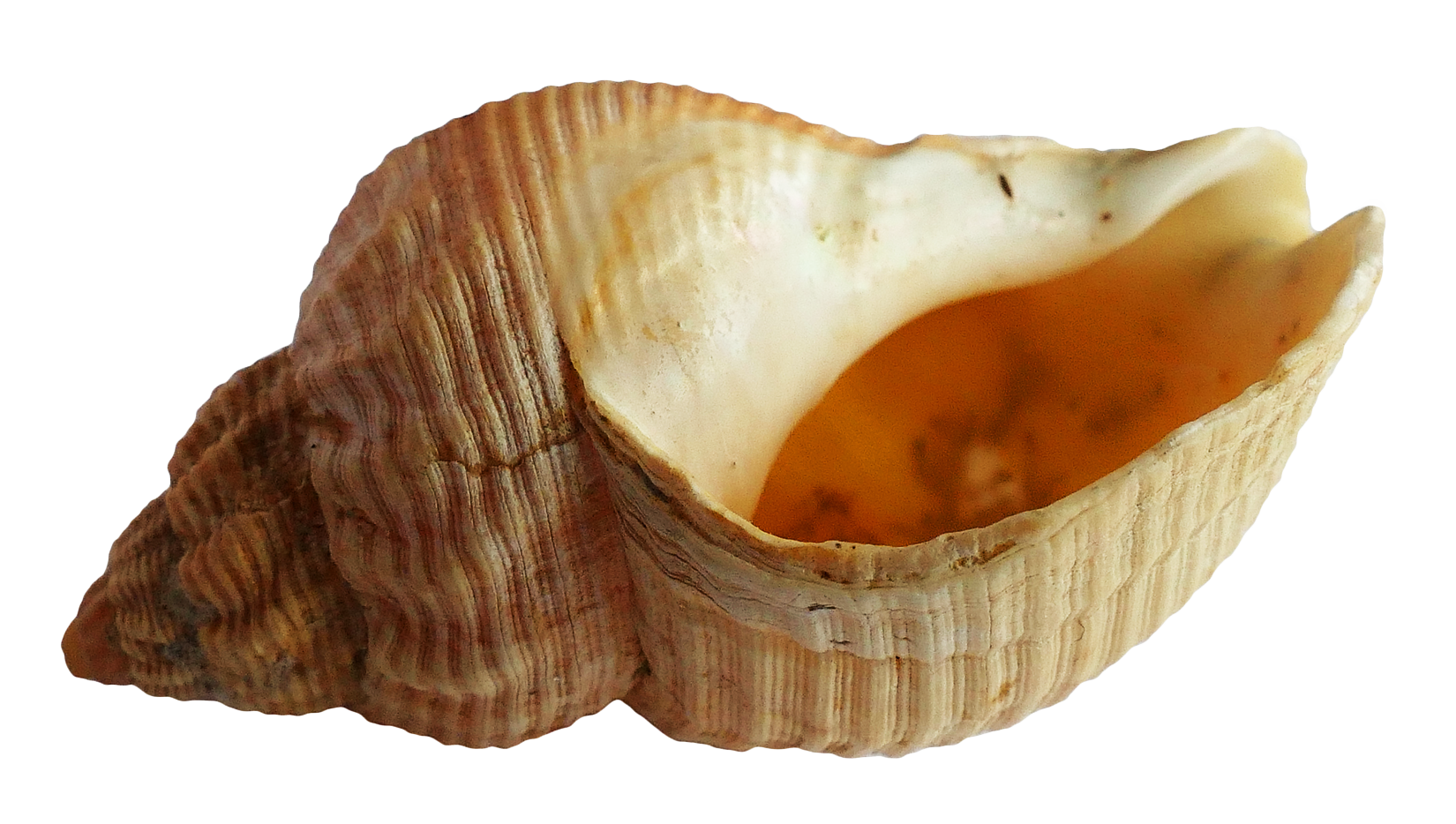 Seashell Isolatedon Transparent Background