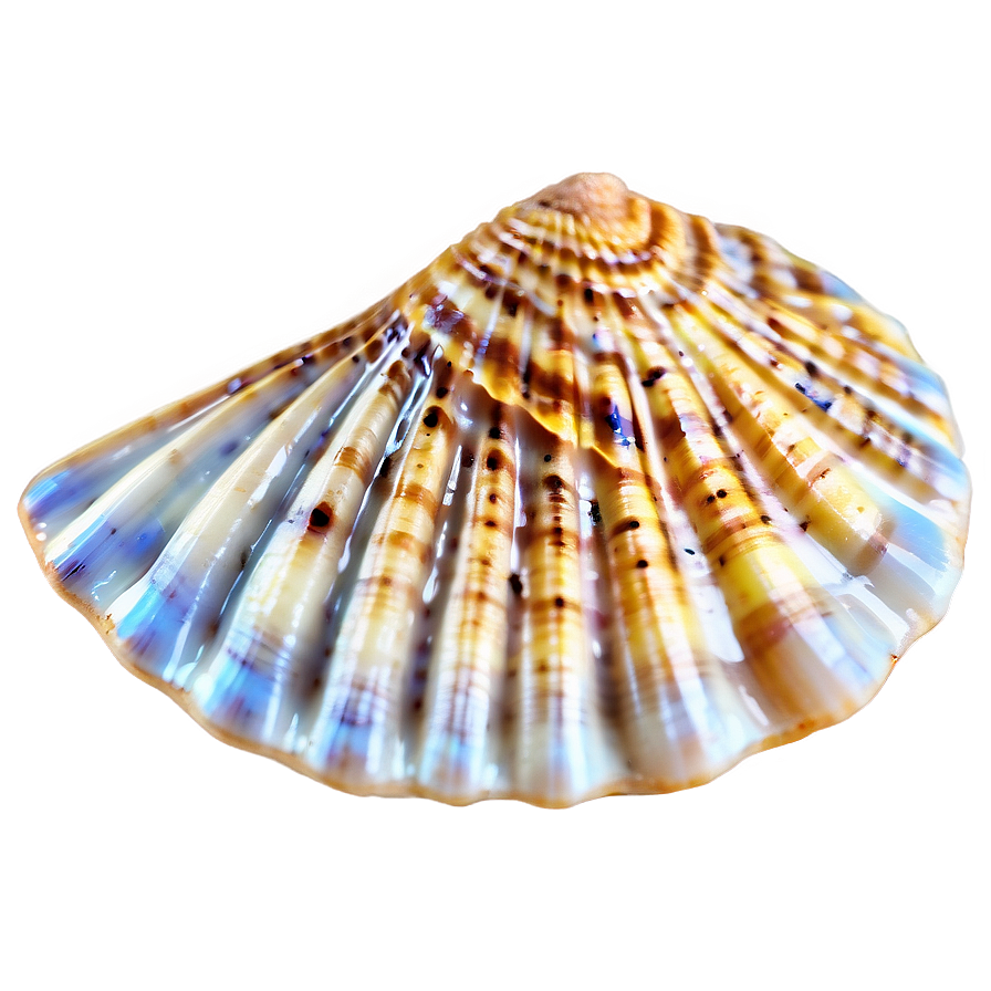 Seashell On Beach Sand Png 51