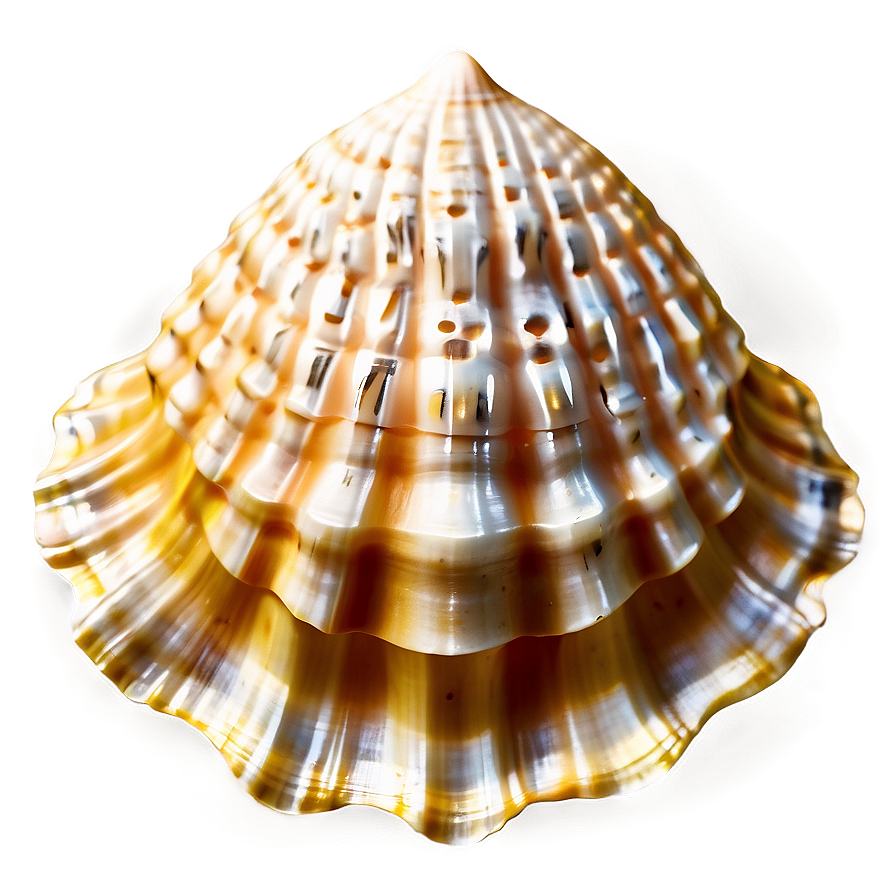 Seashell Silhouette Clipart Png 24