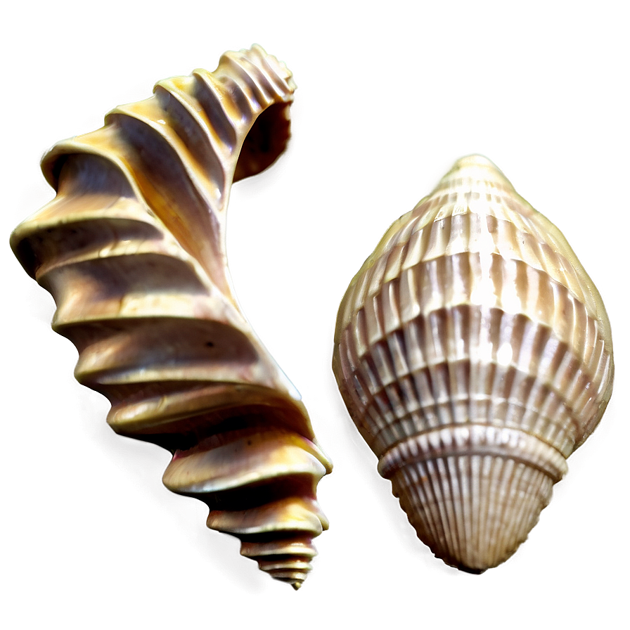 Seashell Silhouette PNG   78 PNG with transparent background