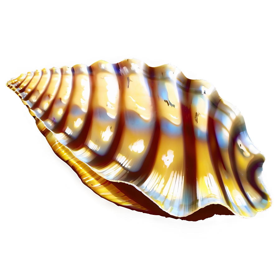Seashell Silhouette PNG   hdc95 PNG with transparent background