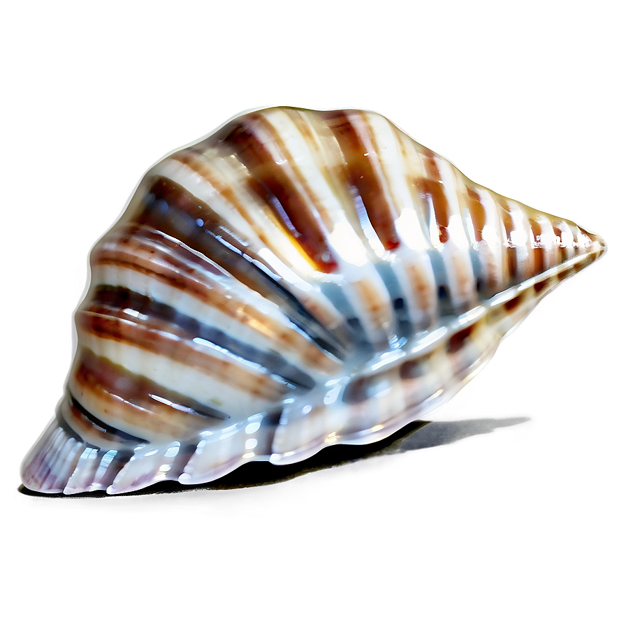 Seashell Splendor PNG 77 PNG image with a transparent background, free high-resolution download