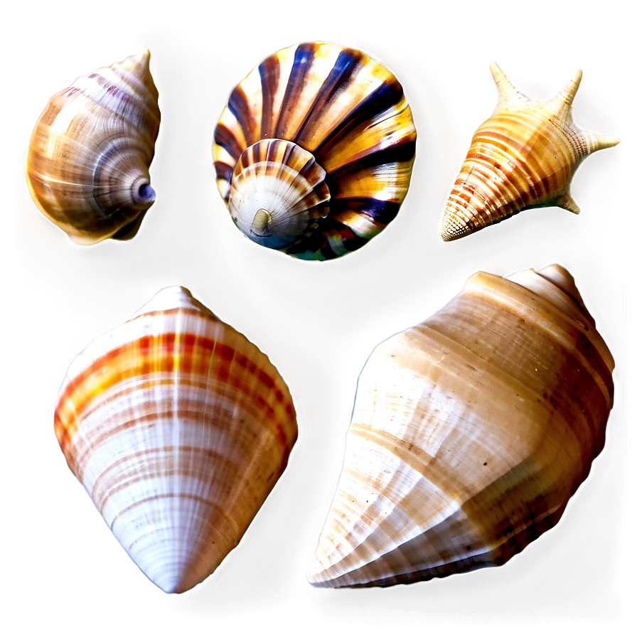 Seashell Variety PNG tfs PNG image with a transparent background, free high-resolution download