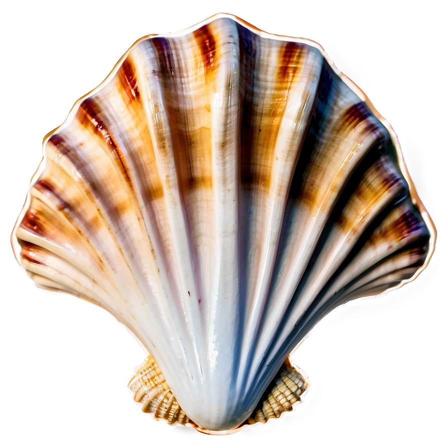 Seashell With Rope Border Png Cqq96