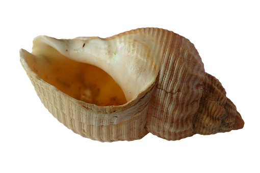 Seashellon Black Background PNG with transparent background