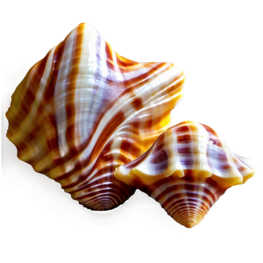 Seashells Background PNG 48 PNG image with a transparent background, free high-resolution download