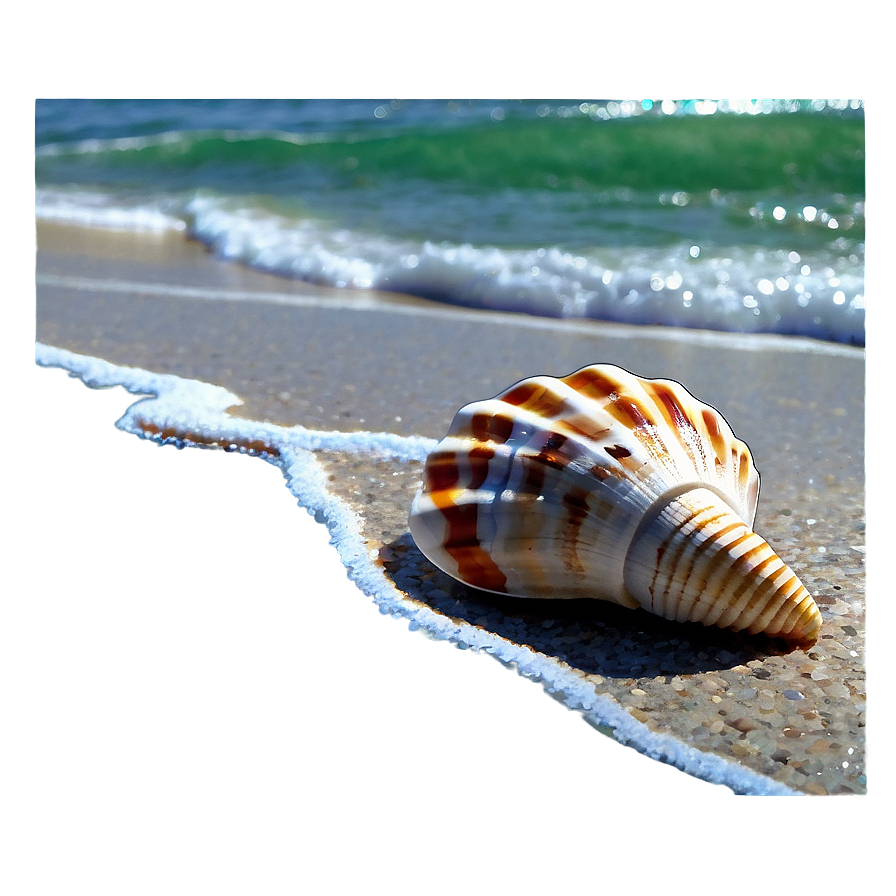 Seashells by the Shore PNG brs PNG image with a transparent background, free high-resolution download