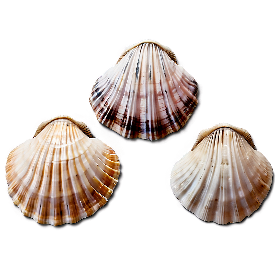 Seashells Collection Png 06132024