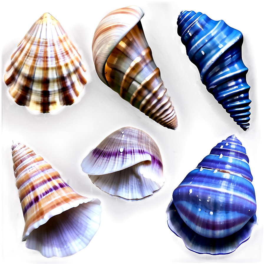 Seashells D