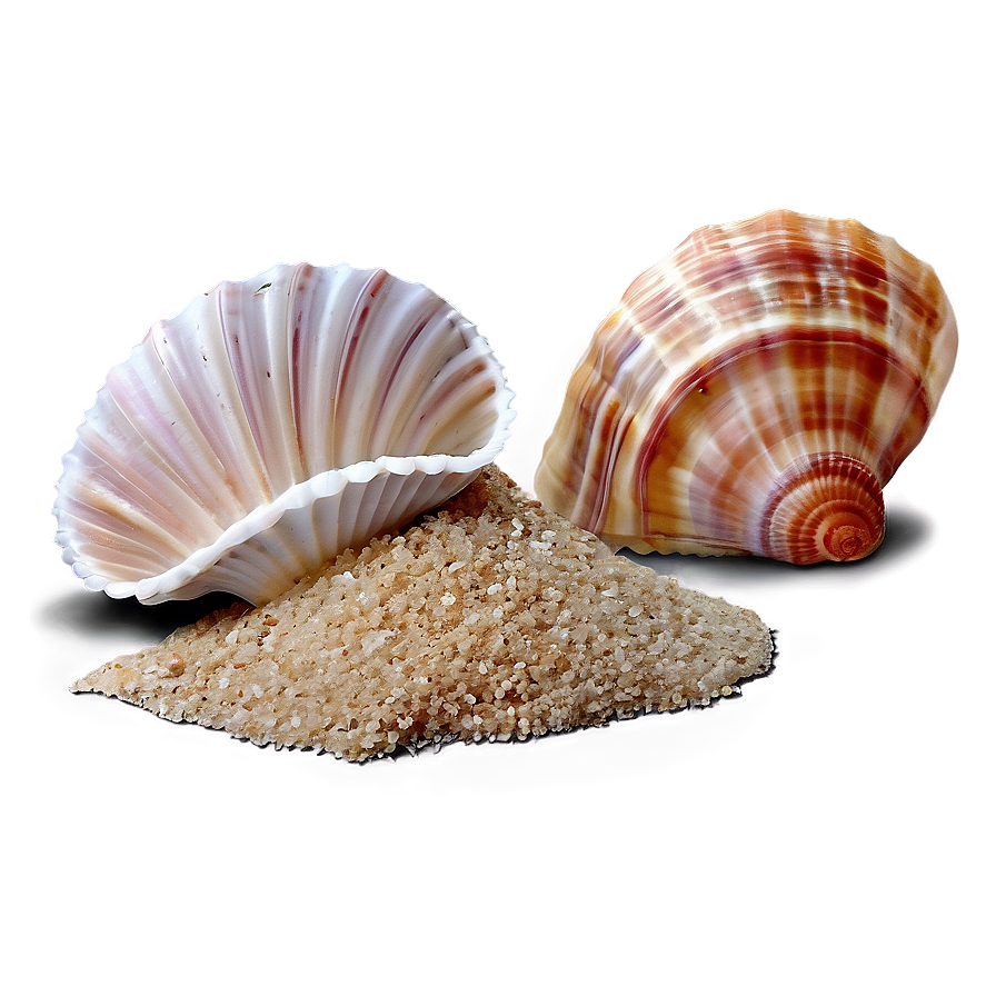 Seashells On Beach Sand Png Vfm