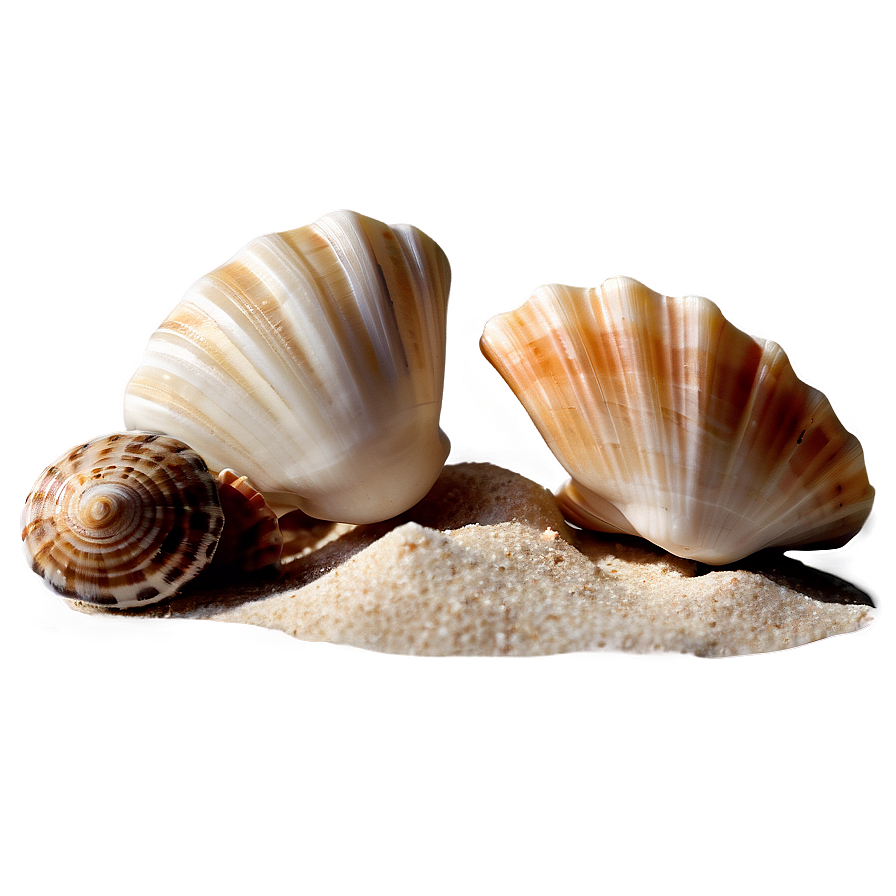 Seashells On Sandy Beach Png 85