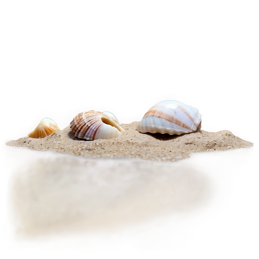 Seashells On Sandy Beach Png Jxe34