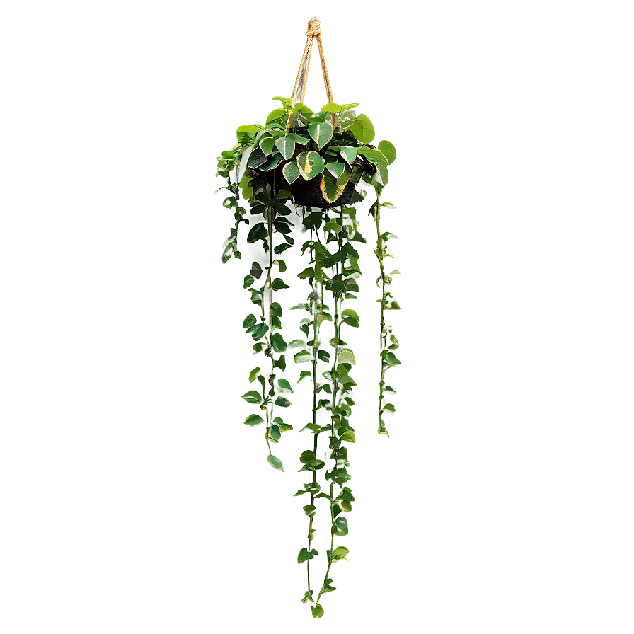 Seasonal Hanging Plant Png Hkh