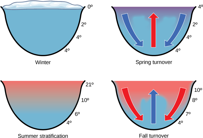 The Illustration Shows A Cross-section Of A Lake In - Lake Temperature, HD Png Download PNG with transparent background
