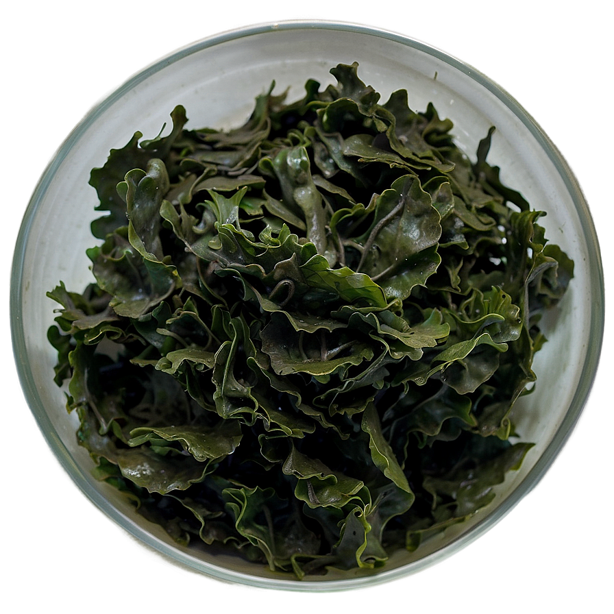 Seaweed Bioactive Compounds Png Xyj87