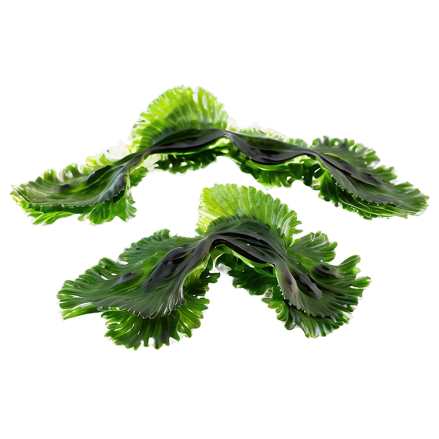 Seaweed Culinary Uses Png Obf