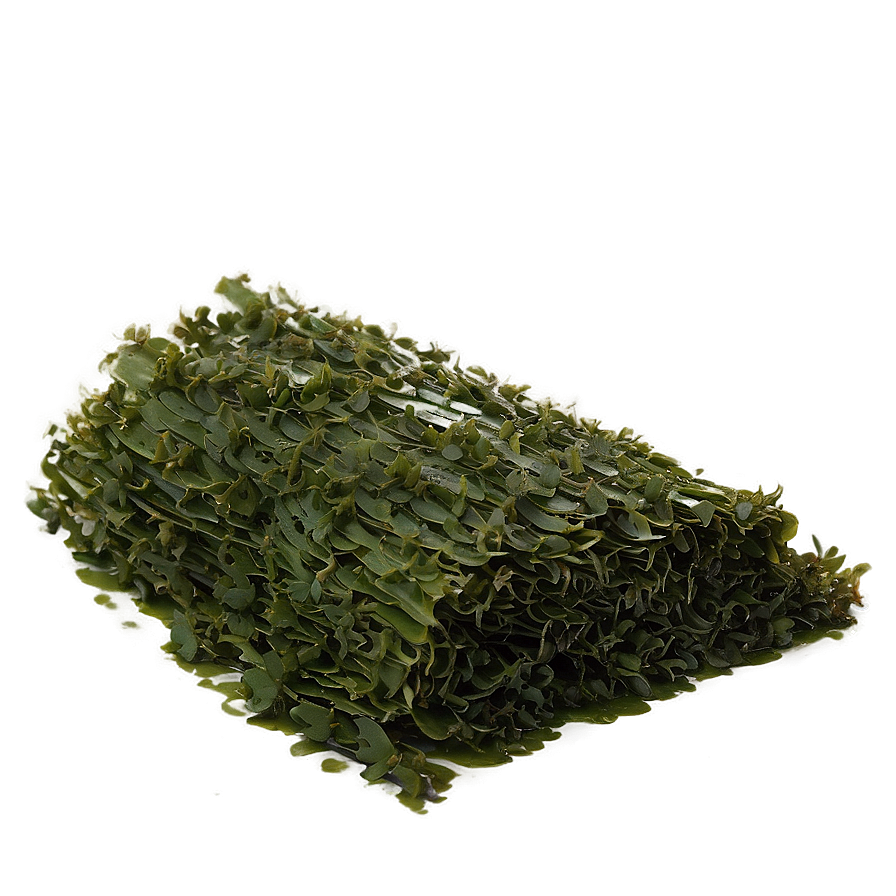 Seaweed For Aquaculture Png 22