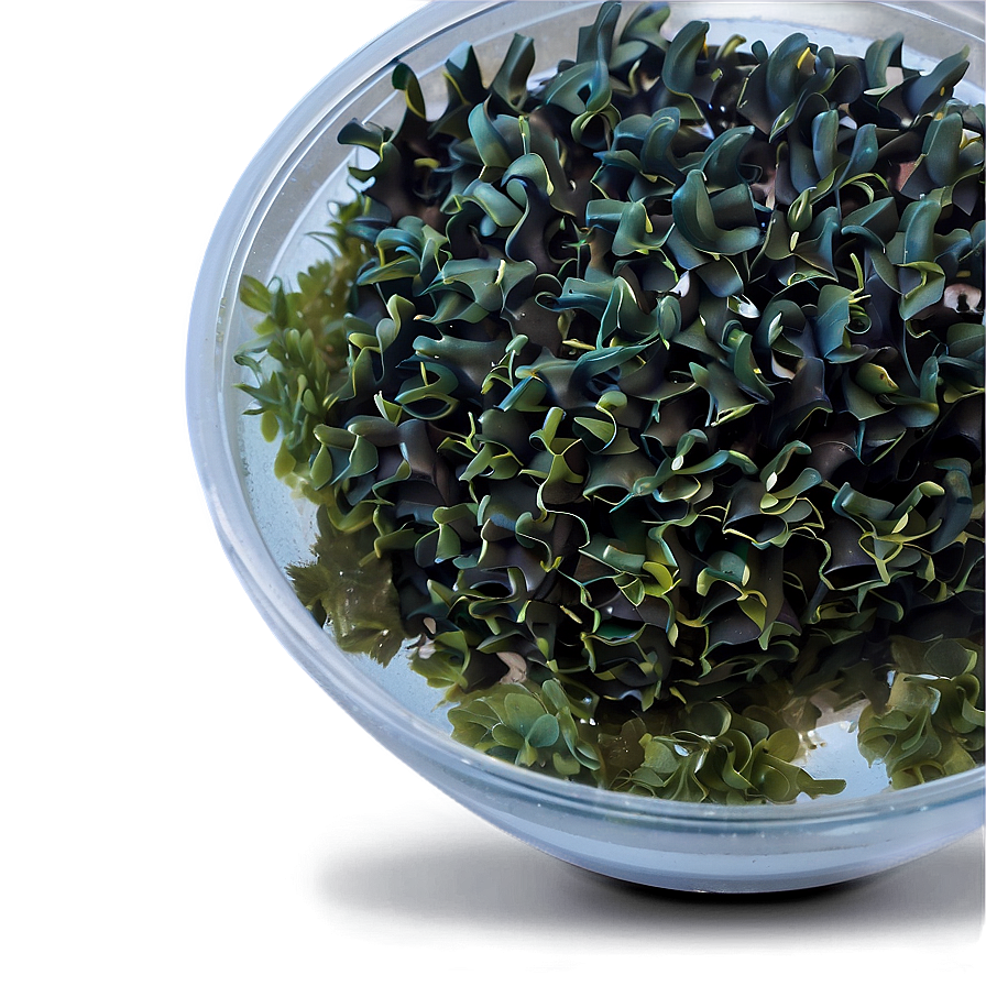 Seaweed For Aquaculture Png Vam