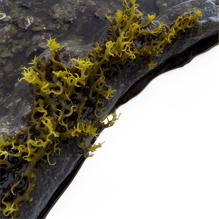 Seaweed In Rock Pool Png 52