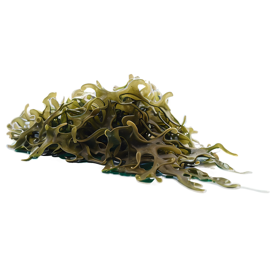 Seaweed Natural Habitat Png 05242024