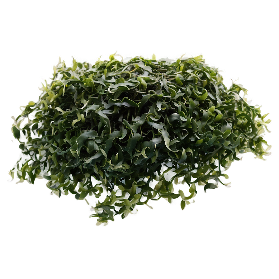 Seaweed Strand Texture Png Yud