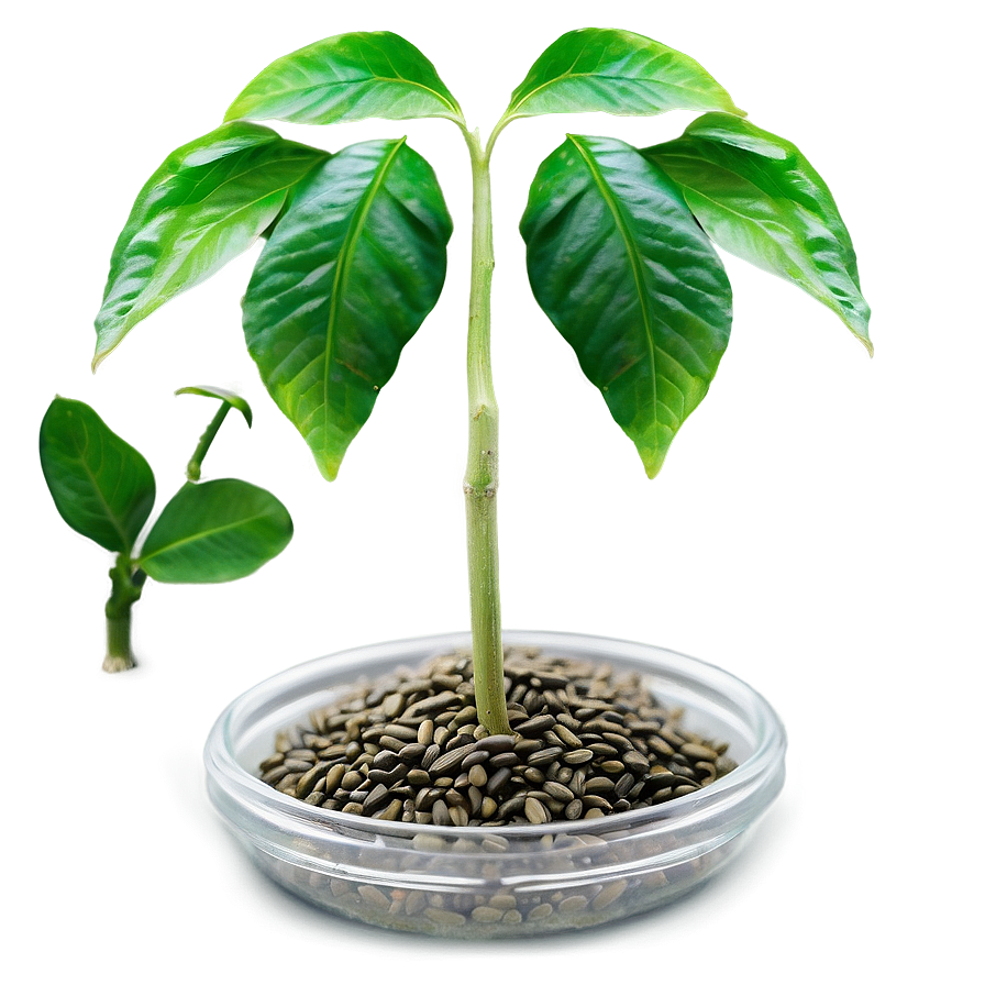 Seed Crowdfunding Campaign PNG pyd PNG with transparent background