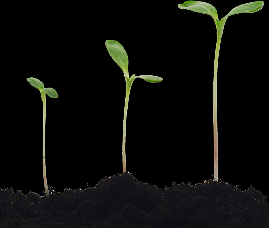 Seedling Growth Stages