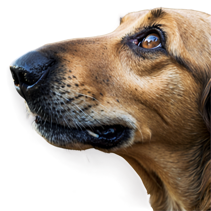 Senior Dog Nose Png Bwa