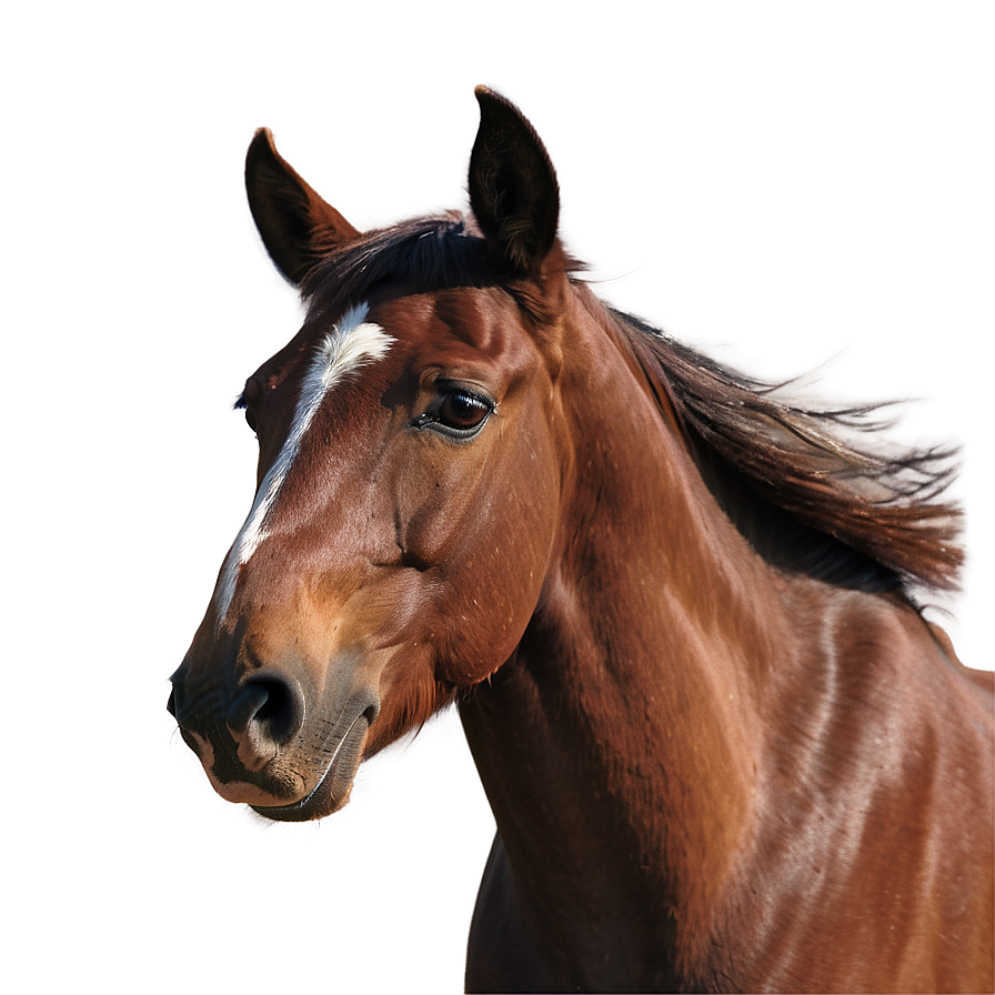 Serendipitous Mustang Horse Encounter Png Hyj