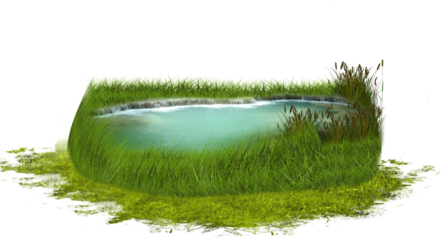 Serene_ Grassy_ Pond PNG with transparent background