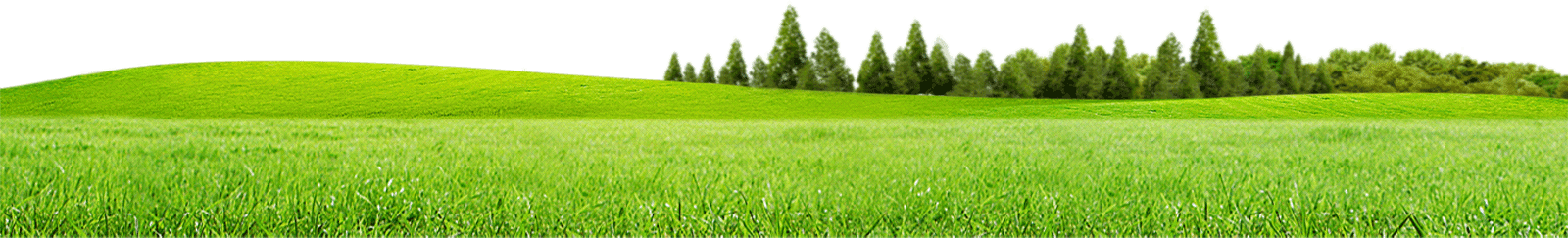 Field Meadow PNG Photos PNG with transparent background