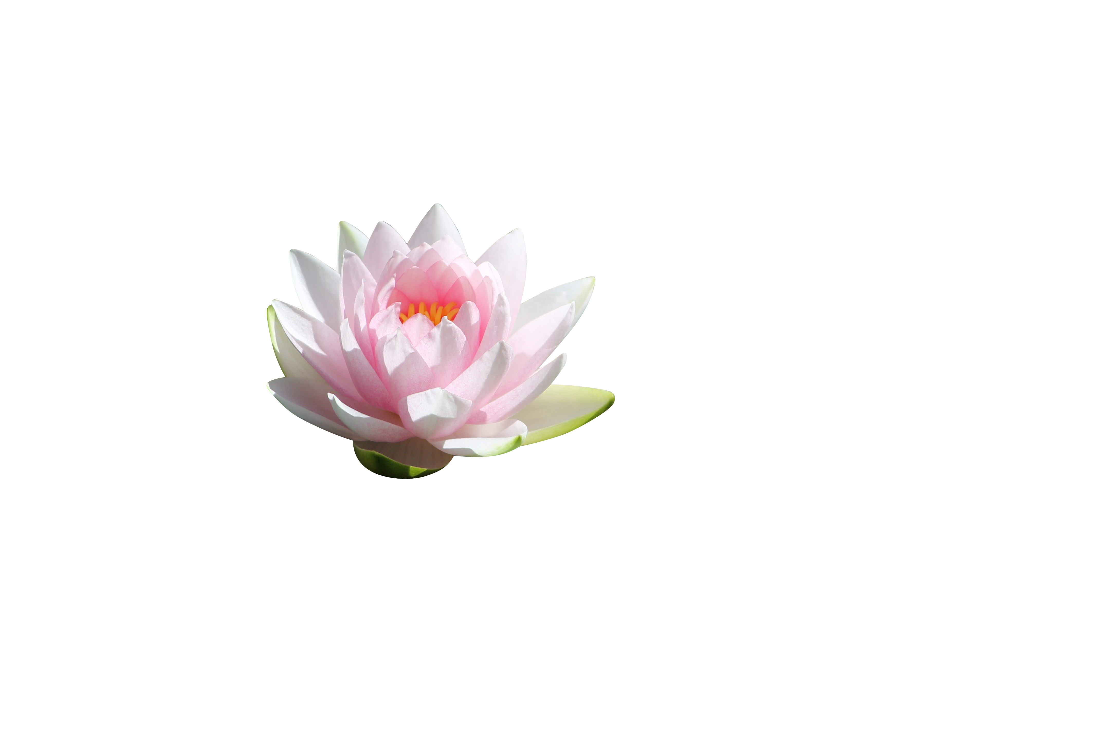 Serene Lotus Flower Black Background