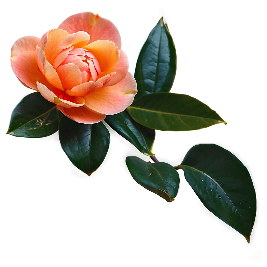 Serene Orange Camellia Png Fnl91